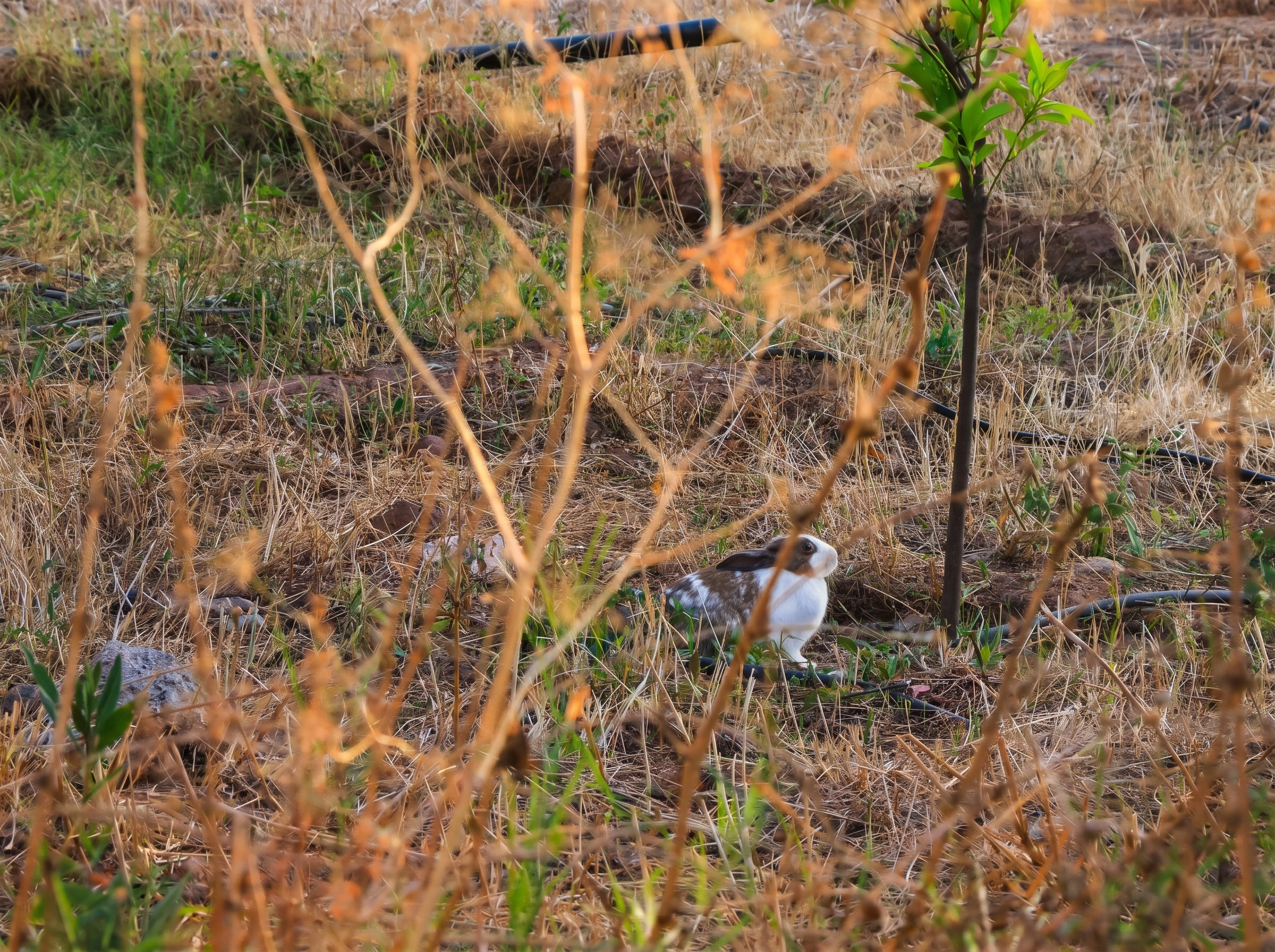 Local Friendly Animals on the Property